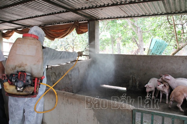 Đắk Lắk thực hiện nghiêm các biện pháp phòng, chống bệnh dịch tả lợn châu Phi