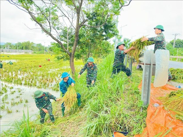 Khẩn trương thu hoạch lúa nhanh, khôi phục sản xuất nông nghiệp sau bão